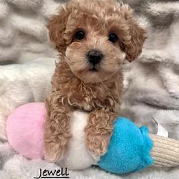 Jewell - Red  female Poodle puppy in Traverse City, Michigan from Riyem Wildflower Farms