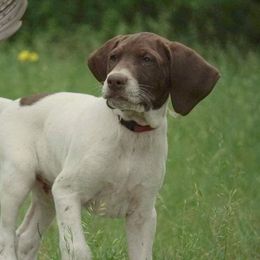 Chesapeake Bay Retriever and German Shorthaired Pointer Puppies from Northern Odyssey Gun Dogs