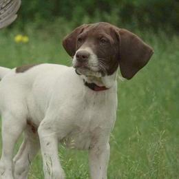 Chesapeake Bay Retriever and German Shorthaired Pointer Puppies from Northern Odyssey Gun Dogs
