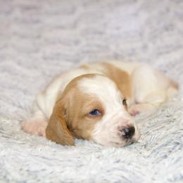 Hazel - Lemon and white female Basset Hound puppy in Middle Ga 1.5 Hrs From Atlanta, Georgia from Mountain Ridge Basset Hounds
