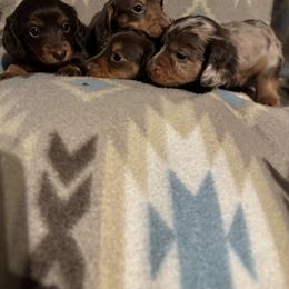 Dachshunds from Josiah Means