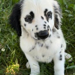 Ridge - long coat - White and black male Dalmatian puppy in Sedalia, Missouri from Missouri Dalmatians