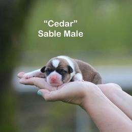 Cedar - Sable and white male American Corgi puppy in Scio, Oregon from Abundant Joy Corgis
