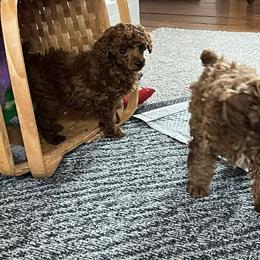 Scarlet Ashley - Red  female Poodle puppy in Colerain, North Carolina from Lisa's Poodles