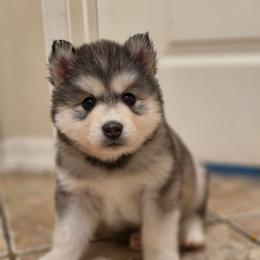 Aki - Sable and white male Siberian Husky puppy in Buckeye, Arizona from Anime Huskies