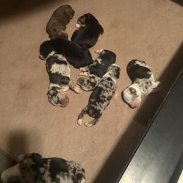 Bessie - Black tri female Miniature Australian Shepherd puppy in Fort Smith, Arkansas from Rye Hill Aussies