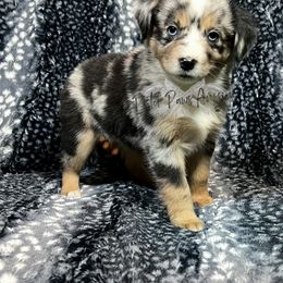 Miniature Australian Shepherd and Toy Australian Shepherd Puppies from Pistol Paws Aussies