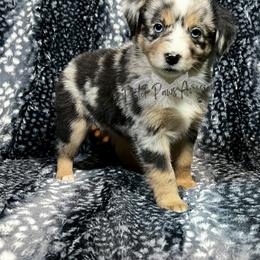 Miniature Australian Shepherd and Toy Australian Shepherd Puppies from Pistol Paws Aussies