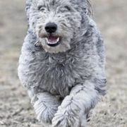 Pumik from Calypso Pumi