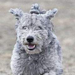 Pumik from Calypso Pumi