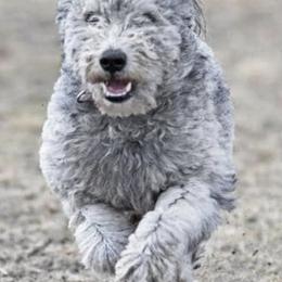 Pumik from Calypso Pumi