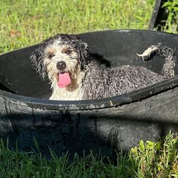 Gretta - Bernedoodle