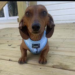 Jinks - Dachshund