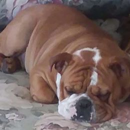 Deedee - Bulldog