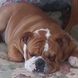 Deedee - Bulldog