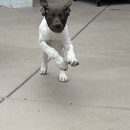 German Shorthaired Pointers from Davis GSP's