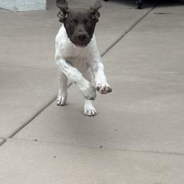 German Shorthaired Pointers from Davis GSP's