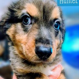 Hunter - Blue merle male Miniature Australian Shepherd puppy in Punta Gorda, Florida from Christie's Creekside Aussies