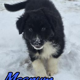 Magnum - Black tri-color male Australian Shepherd puppy in Albion, Michigan from Northern Lights Aussies (NL Aussies)