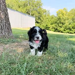 Monte - Black and chalk male Australian Labradoodle puppy in Wamego, Kansas from Doodles of Oz