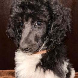 Gingerbread (Brown Collar) - Parti male Poodle puppy in League City, Texas from Chauffeured Poodles
