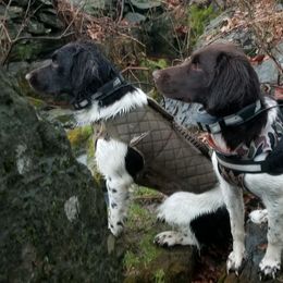 Kleine Munsterlanders from vom Haus im Wald