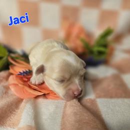Jaci - Cream female Havanese puppy in Trinity, Alabama from Tooties Cuties Havanese