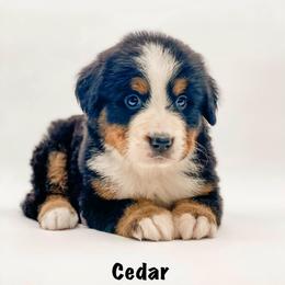 Cedar - Black rust and white female Bernese Mountain Dog puppy in Hudson, Indiana from TurkeyCreek-K9