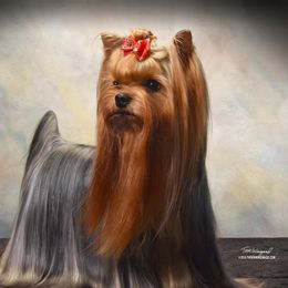 Trent - Yorkshire Terrier