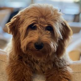 Nellie - Goldendoodle