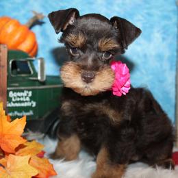 Hazel - Liver female Miniature Schnauzer puppy in Gary, Texas from Beards Little Schnauzers