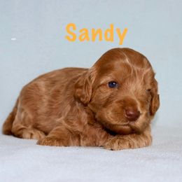 Girl 3 - female Australian Labradoodle puppy in Austin, Texas from AussieTex Labradoodles