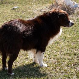 Ruby - Miniature Australian Shepherd