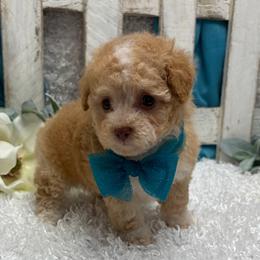 Rufio - Apricot male Poodle puppy in West Plains, Missouri from Puppies-4U