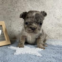 Nancy - Blue female French Bulldog puppy in Warm Springs, Arkansas from Seven Hills Arkansas