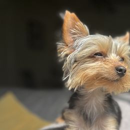 Yorkshire Terriers from Loyal Yorkies
