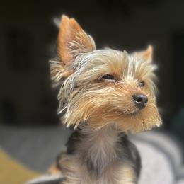 Yorkshire Terriers from Loyal Yorkies