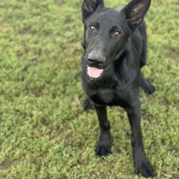 Askari von der Kriegerseele - Black male German Shepherd puppy in Chestnut, Illinois from Fireside Fernweh