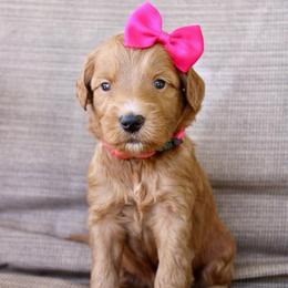 Cookie - Red  female Goldendoodle puppy in Comanche, Texas from Central Texas Doodles, LLC.