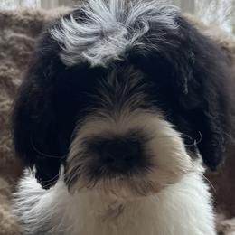 Pancake - Black and white male Sheepadoodle puppy in Howell, Michigan from Animal Crackers