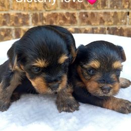 Yorkshire Terrier Puppies from The Yorkie Empire
