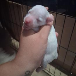 Girl 1 - Wheaten female Miniature Schnauzer puppy in Bloomington, California from Michael's Minis