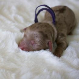 Poppy - Chocolate and cream female Dachshund puppy in Morrow, Ohio from Courtney’s Colorful Doxies