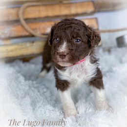 Aussiedoodle and Australian Shepherd Puppies from Dunroamin Farms Australian Shepherds and Aussiedoodles