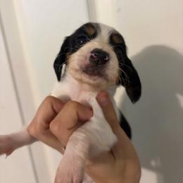 Freya - Piebald female Dachshund puppy in Conroe, Texas from Dots Dachshunds