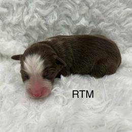 Boy 5 - Red tri male Miniature Australian Shepherd puppy in Roseville, California from Golden State Mini Aussies