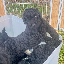 Kyanite - Blue male Poodle puppy in Fort Lauderdale, Florida from SoFlo Standard Poodles