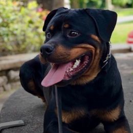 Rottweiler All Grown Up from Louisov Kennel
