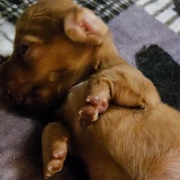 Girl 3 - Cream female Dachshund puppy in Edinburg, Virginia from Hunter Lane Dachshunds