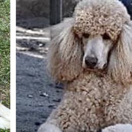 Aussiedoodles and Australian Shepherds from Windsor Aussies